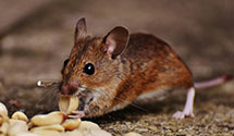 24 Hour & Emergency Exterminators in Schoentown, PA